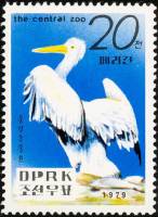 (1979-102) Марка Северная Корея "Кудрявый пеликан"   Зоопарк в Пхеньяне III Θ
